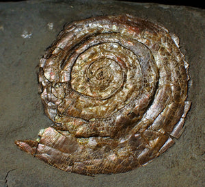 Multi-Psiloceras ammonite fossil display piece