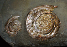 Load image into Gallery viewer, Multi-Psiloceras ammonite fossil display piece