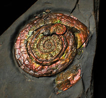 Load image into Gallery viewer, Large rainbow-coloured Iridescent Psiloceras display ammonite fossil