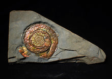 Load image into Gallery viewer, Large rainbow-coloured Iridescent Psiloceras display ammonite fossil