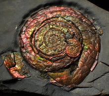 Load image into Gallery viewer, Large rainbow-coloured Iridescent Psiloceras display ammonite fossil