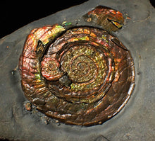 Load image into Gallery viewer, Large rainbow-coloured Iridescent Psiloceras display ammonite fossil