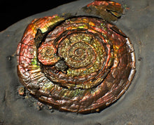 Load image into Gallery viewer, Large rainbow-coloured Iridescent Psiloceras display ammonite fossil
