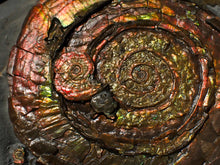 Load image into Gallery viewer, Large rainbow-coloured Iridescent Psiloceras display ammonite fossil