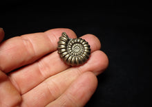 Load image into Gallery viewer, Huge perfect Promicroceras pyritosum ammonite fossil (26 mm)