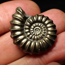 Load image into Gallery viewer, Huge perfect Promicroceras pyritosum ammonite fossil (26 mm)