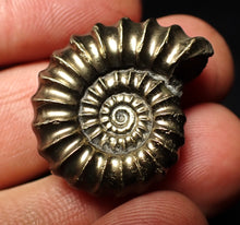Load image into Gallery viewer, Huge perfect Promicroceras pyritosum ammonite fossil (26 mm)