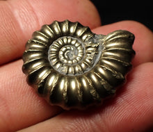 Load image into Gallery viewer, Huge perfect Promicroceras pyritosum ammonite fossil (26 mm)