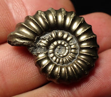 Load image into Gallery viewer, Huge perfect Promicroceras pyritosum ammonite fossil (26 mm)