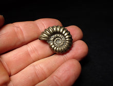 Load image into Gallery viewer, Huge perfect Promicroceras pyritosum ammonite fossil (26 mm)