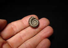 Load image into Gallery viewer, Perfect Promicroceras pyritosum ammonite fossil (20 mm)