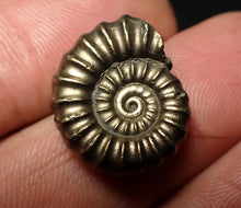 Load image into Gallery viewer, Perfect Promicroceras pyritosum ammonite fossil (20 mm)