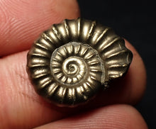Load image into Gallery viewer, Perfect Promicroceras pyritosum ammonite fossil (20 mm)