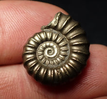 Load image into Gallery viewer, Perfect Promicroceras pyritosum ammonite fossil (20 mm)