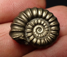 Load image into Gallery viewer, Perfect Promicroceras pyritosum ammonite fossil (20 mm)