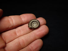 Load image into Gallery viewer, Perfect Promicroceras pyritosum ammonite fossil (20 mm)