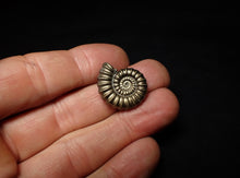 Load image into Gallery viewer, Large perfect Promicroceras pyritosum ammonite fossil (23 mm)