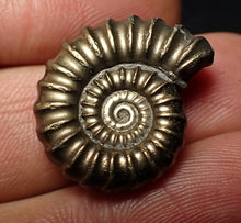 Load image into Gallery viewer, Large perfect Promicroceras pyritosum ammonite fossil (23 mm)