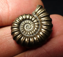 Load image into Gallery viewer, Large perfect Promicroceras pyritosum ammonite fossil (23 mm)