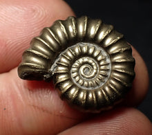 Load image into Gallery viewer, Large perfect Promicroceras pyritosum ammonite fossil (23 mm)