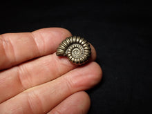 Load image into Gallery viewer, Large perfect Promicroceras pyritosum ammonite fossil (23 mm)
