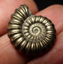 Load image into Gallery viewer, Large perfect Promicroceras pyritosum ammonite fossil (23 mm)