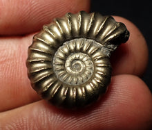 Load image into Gallery viewer, Large perfect Promicroceras pyritosum ammonite fossil (23 mm)