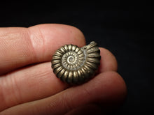 Load image into Gallery viewer, Large perfect Promicroceras pyritosum ammonite fossil (23 mm)