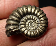 Load image into Gallery viewer, Large perfect Promicroceras pyritosum ammonite fossil (23 mm)