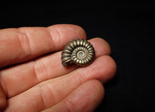 Load image into Gallery viewer, Large perfect Promicroceras pyritosum ammonite fossil (23 mm)