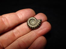 Load image into Gallery viewer, Perfect big Promicroceras pyritosum ammonite fossil (21 mm)