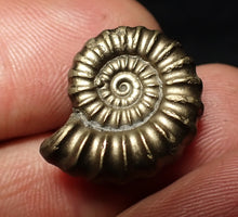 Load image into Gallery viewer, Perfect big Promicroceras pyritosum ammonite fossil (21 mm)
