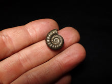 Load image into Gallery viewer, Perfect Promicroceras pyritosum ammonite fossil (17 mm)