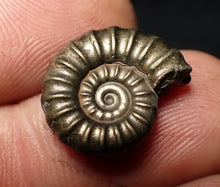 Load image into Gallery viewer, Perfect Promicroceras pyritosum ammonite fossil (17 mm)