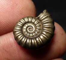 Load image into Gallery viewer, Perfect Promicroceras pyritosum ammonite fossil (17 mm)
