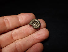 Load image into Gallery viewer, Perfect Promicroceras pyritosum ammonite fossil (17 mm)