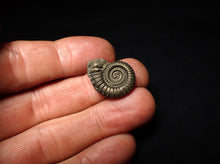 Load image into Gallery viewer, Crucilobiceras pyrite ammonite fossil (22 mm)