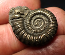 Load image into Gallery viewer, Crucilobiceras pyrite ammonite fossil (22 mm)