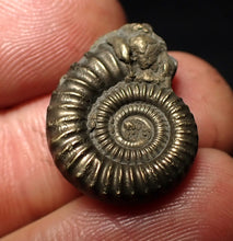 Load image into Gallery viewer, Crucilobiceras pyrite ammonite fossil (22 mm)