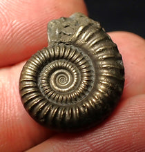 Load image into Gallery viewer, Crucilobiceras pyrite ammonite fossil (22 mm)