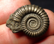 Load image into Gallery viewer, Crucilobiceras pyrite ammonite fossil (22 mm)