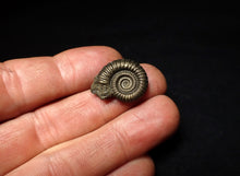 Load image into Gallery viewer, Crucilobiceras pyrite ammonite fossil (22 mm)