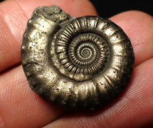 Load image into Gallery viewer, Large high-quality Crucilobiceras pyrite ammonite fossil (29 mm)