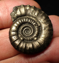 Load image into Gallery viewer, Large high-quality Crucilobiceras pyrite ammonite fossil (29 mm)