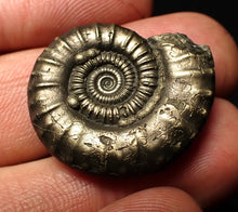 Load image into Gallery viewer, Large high-quality Crucilobiceras pyrite ammonite fossil (29 mm)