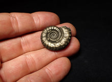 Load image into Gallery viewer, Large high-quality Crucilobiceras pyrite ammonite fossil (29 mm)