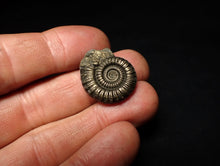Load image into Gallery viewer, Crucilobiceras pyrite ammonite fossil (24 mm)