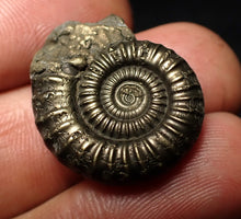 Load image into Gallery viewer, Crucilobiceras pyrite ammonite fossil (24 mm)