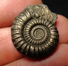 Load image into Gallery viewer, Crucilobiceras pyrite ammonite fossil (24 mm)