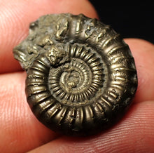 Load image into Gallery viewer, Crucilobiceras pyrite ammonite fossil (24 mm)
